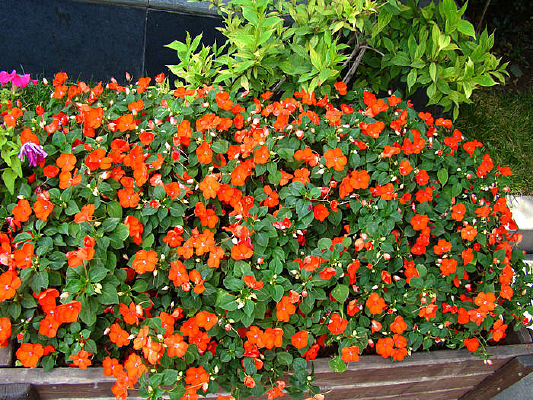 һ���ӵ�С�黨