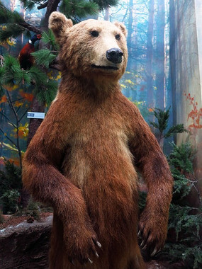 棕熊标本