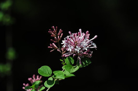 һ�����㻨