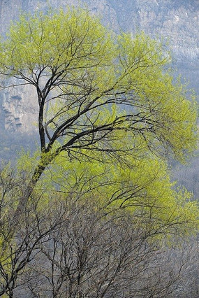 ��֦����