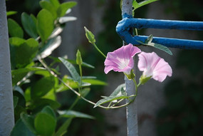 ����������Ȼ�