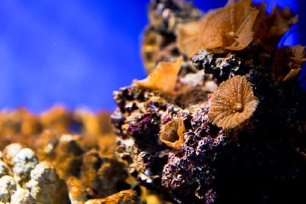 ��ʯ������