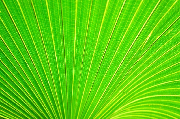 ��Ҷ�̲��̺�