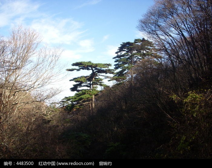 黃山松樹