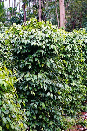 ����ֲ��