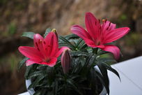 �ٺ�����