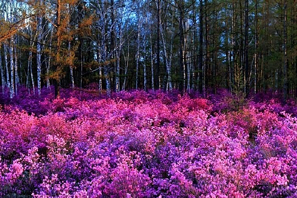 ������ɭ��