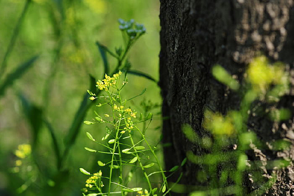 �Ӳ�����