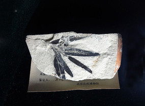 ����ɼ����