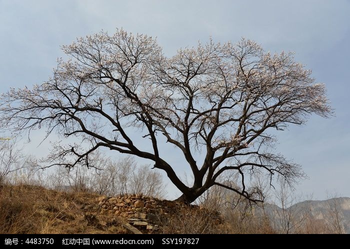 ̫��ɽ��������ͼƬ