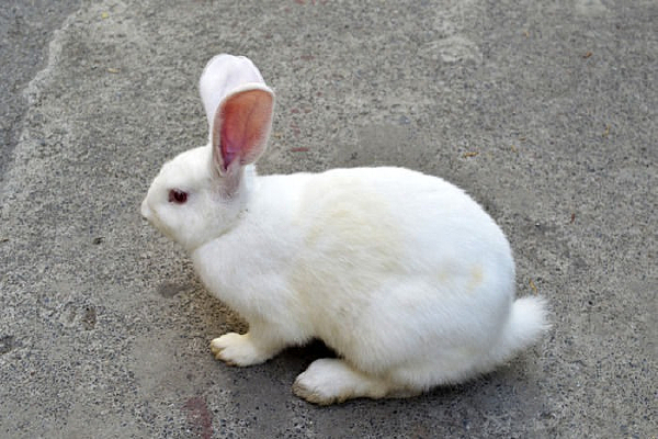 ��ë����