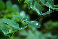 �����֦ˮ��