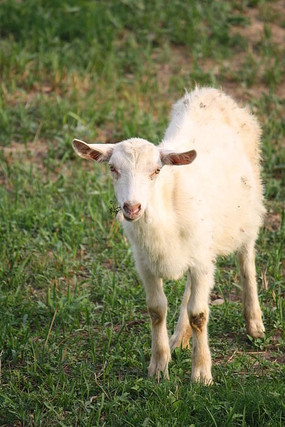 �ݵ����С��