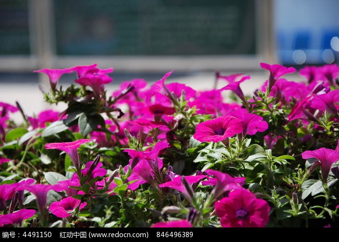 ��ɫ���Ȼ���ͼƬ