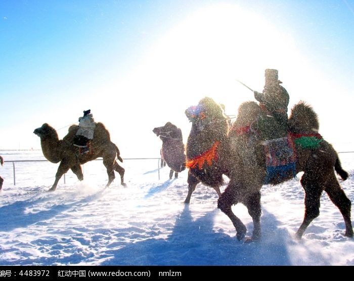 赛骆驼表演图片