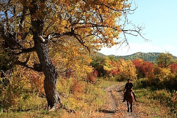 ɽ������