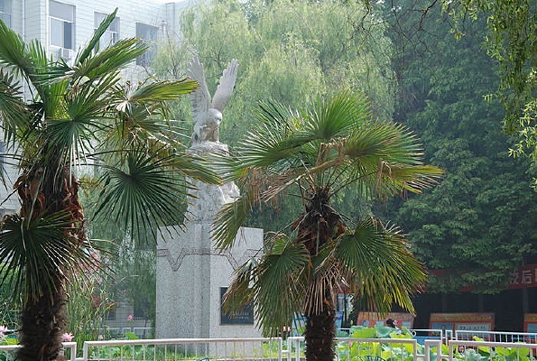 У԰ʯ����ӥ