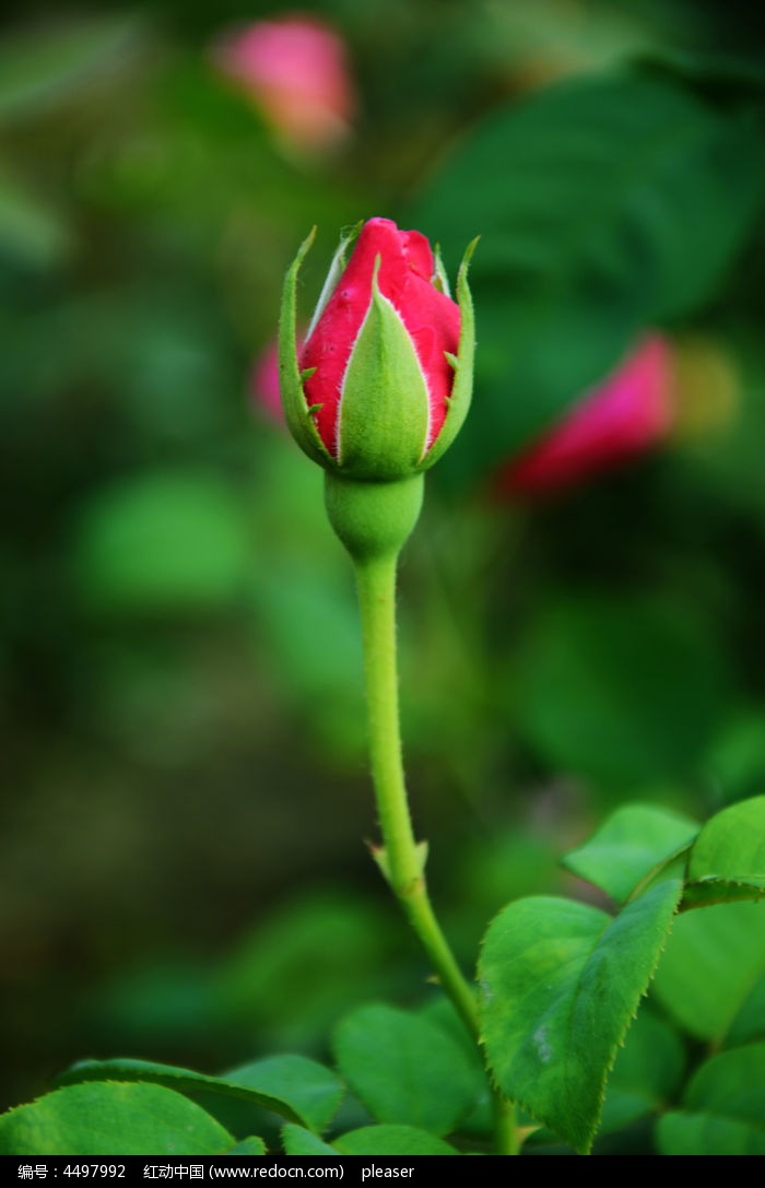 粉色月季花苞