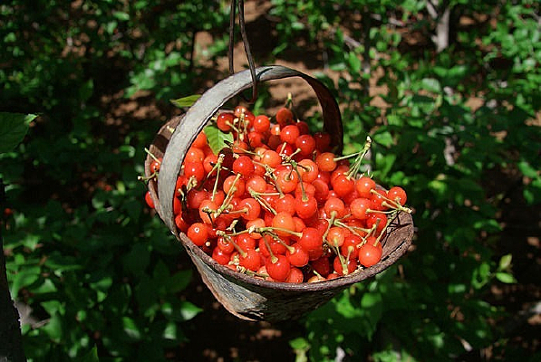 һ����ӣ��