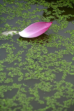 ������Ƽ