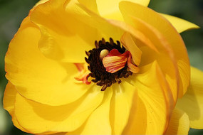 ���۲�ĵ��