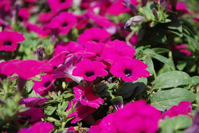 ���Ȼ�����