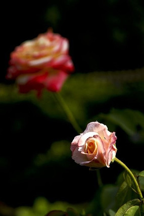 ����ʢ�����¼���