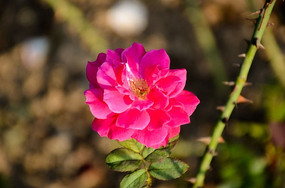 ������ɫ�¼�������