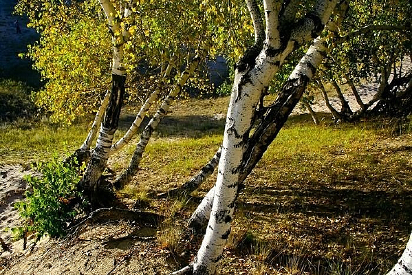 ��ԭ����