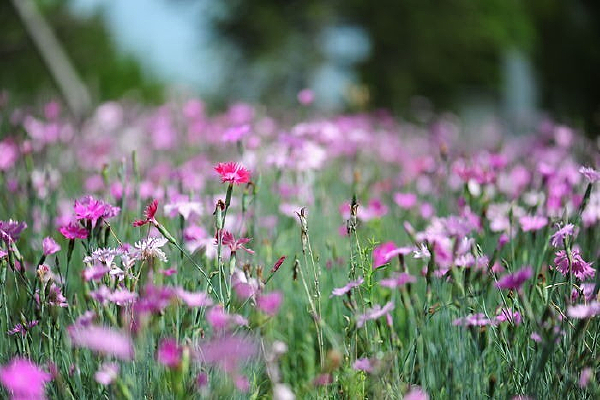 �ٻ�����