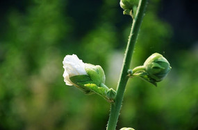 ��ɫ���估����