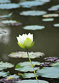 ��ˮ����