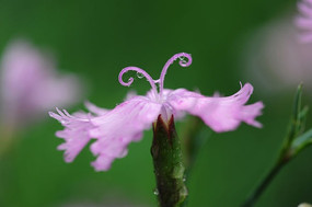 ¶ˮĻ