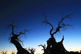 ���ɹŶ�����������