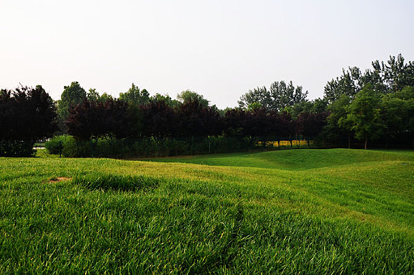 �߶����̲ݵ�