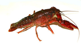 �������Ϻ����