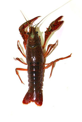 ������Ϻ�ز�