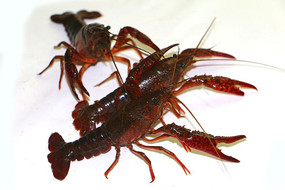 ����������ϺͼƬ