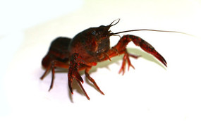 ���ʴ���Ϻ