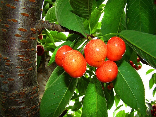 ���ĵĳ����ӣ����