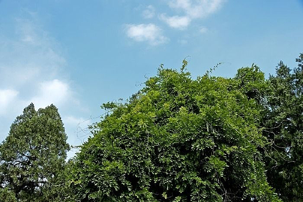 �����µ���ɫֲ��