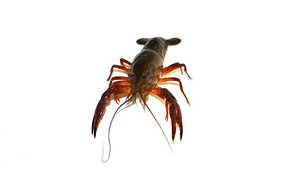 ��Ϻ����Ϻ��