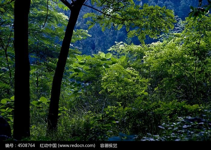 茂密的山林植被