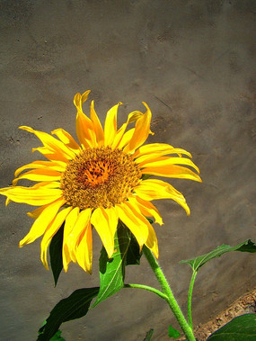 ������̫����