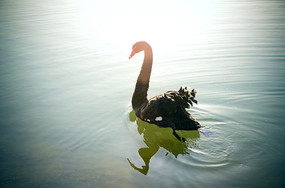 ������ں���