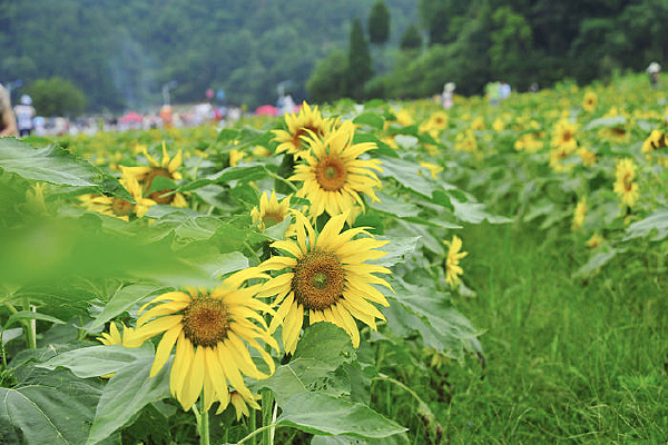 ��Ұ�����տ�