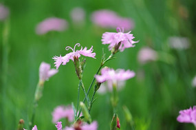 СҰ�����еĻ���