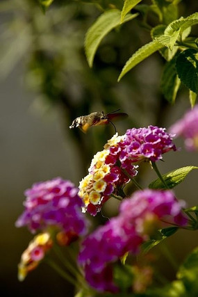 ����С�۷�