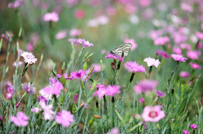 Ұ�����а׺���