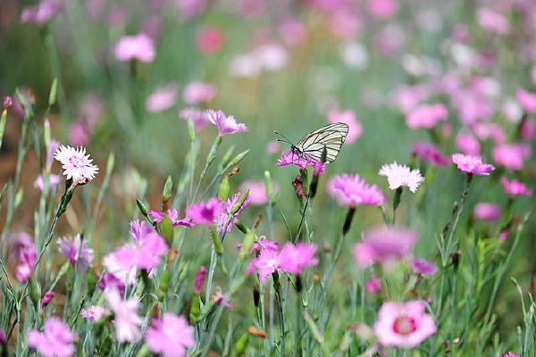 Ұ�����а׺���